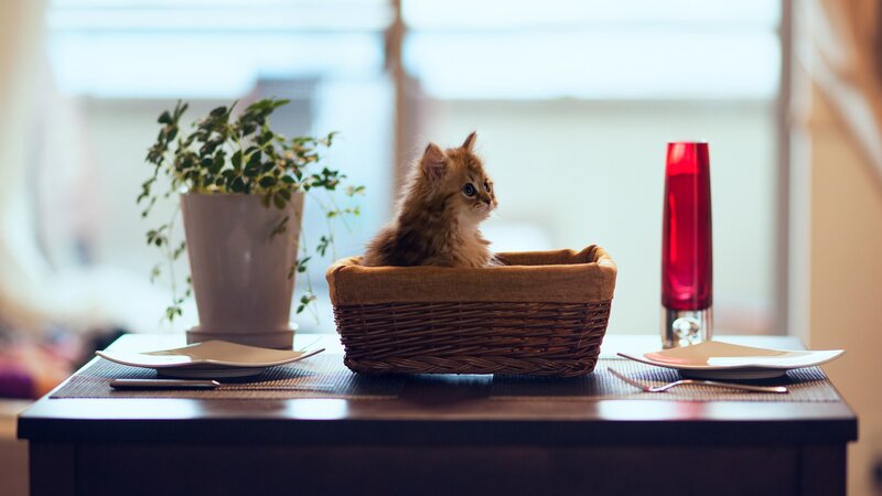 kitten in a basket on table
