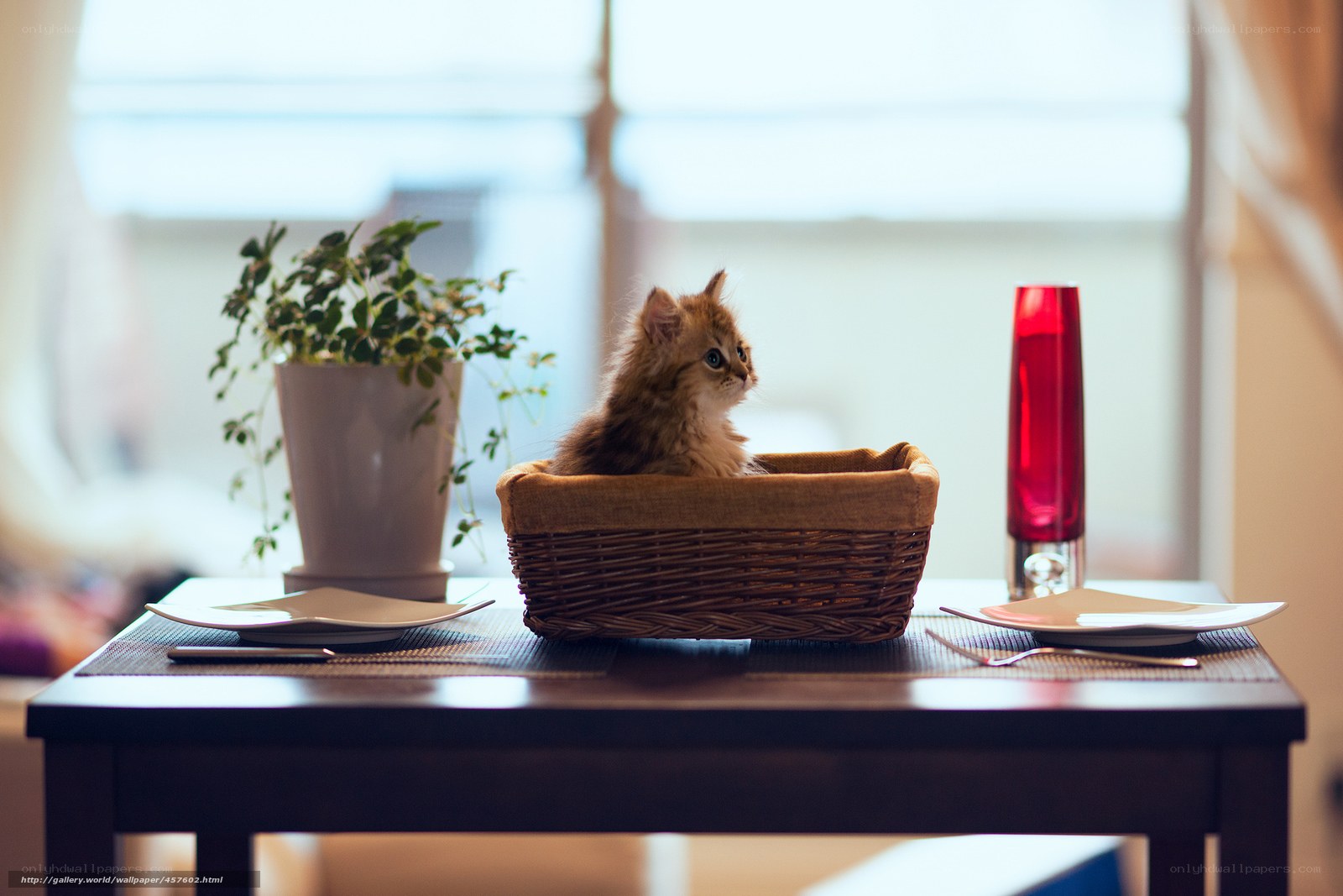 kitten in a basket on table