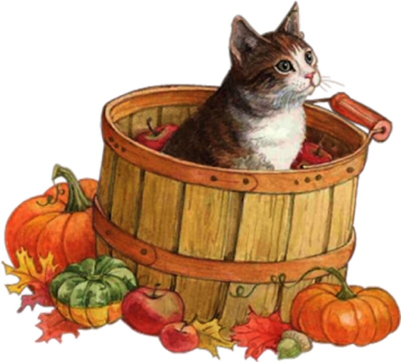 Kitten in a Basket — Orange