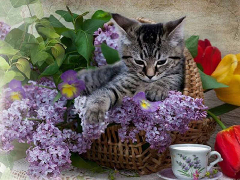 Kitten in a Basket — Purple