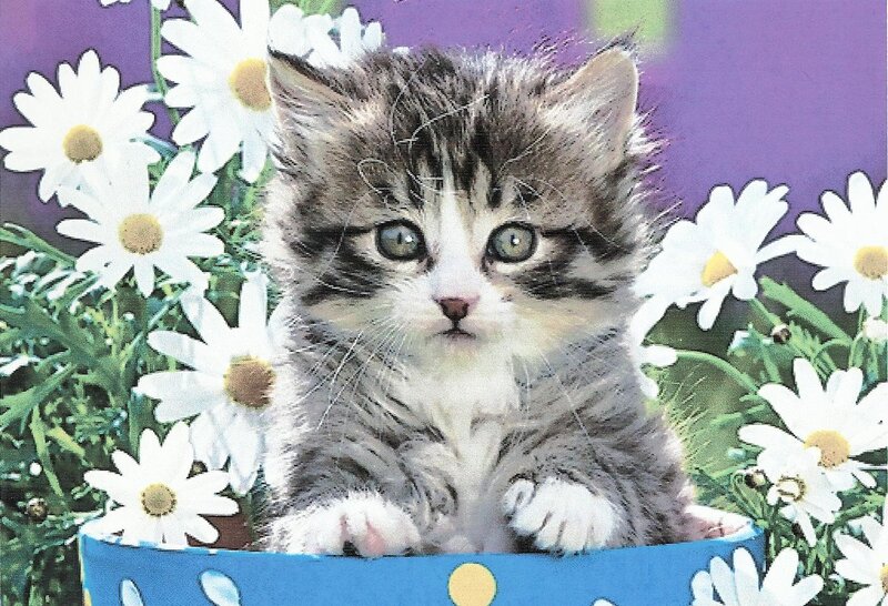 Kitten in a Basket — White, Calm