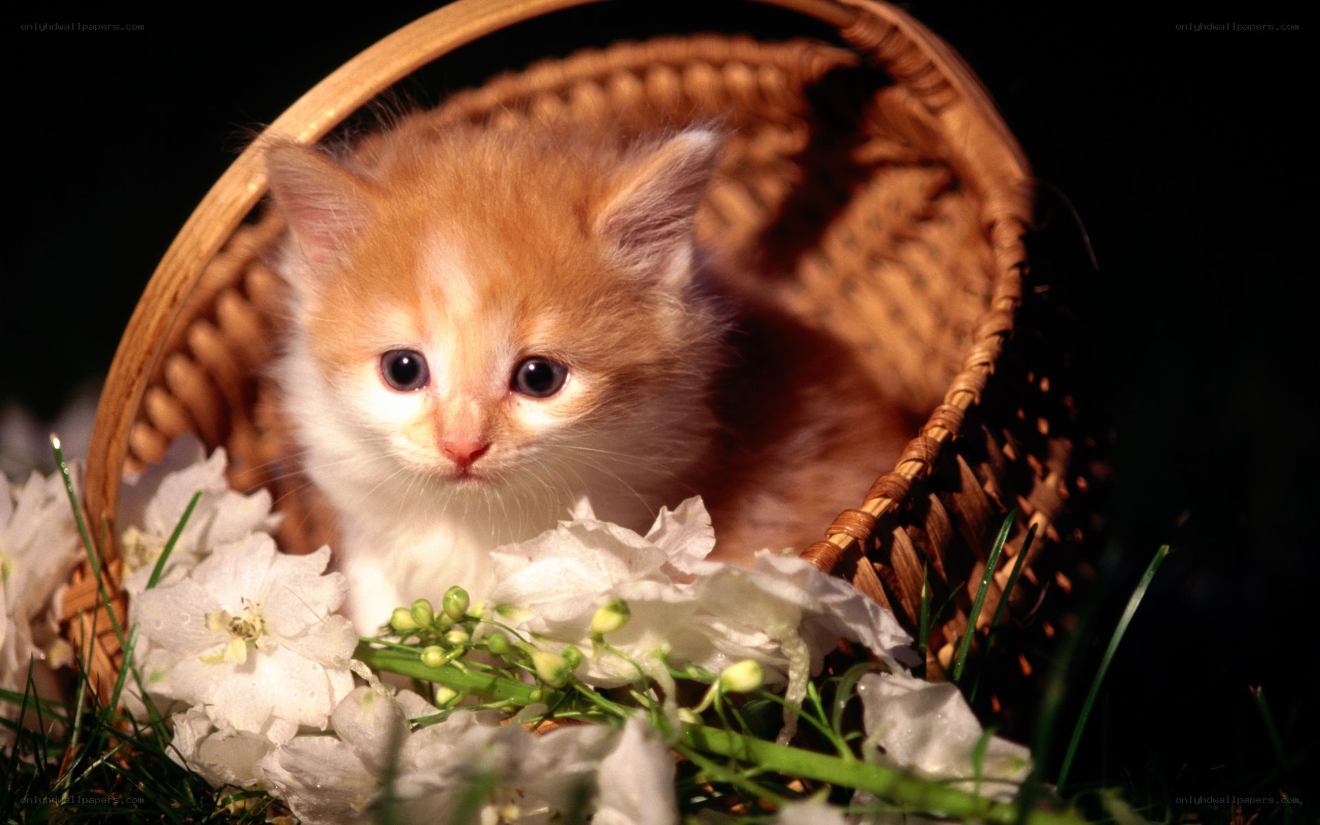 kitten in a basket with flowers
