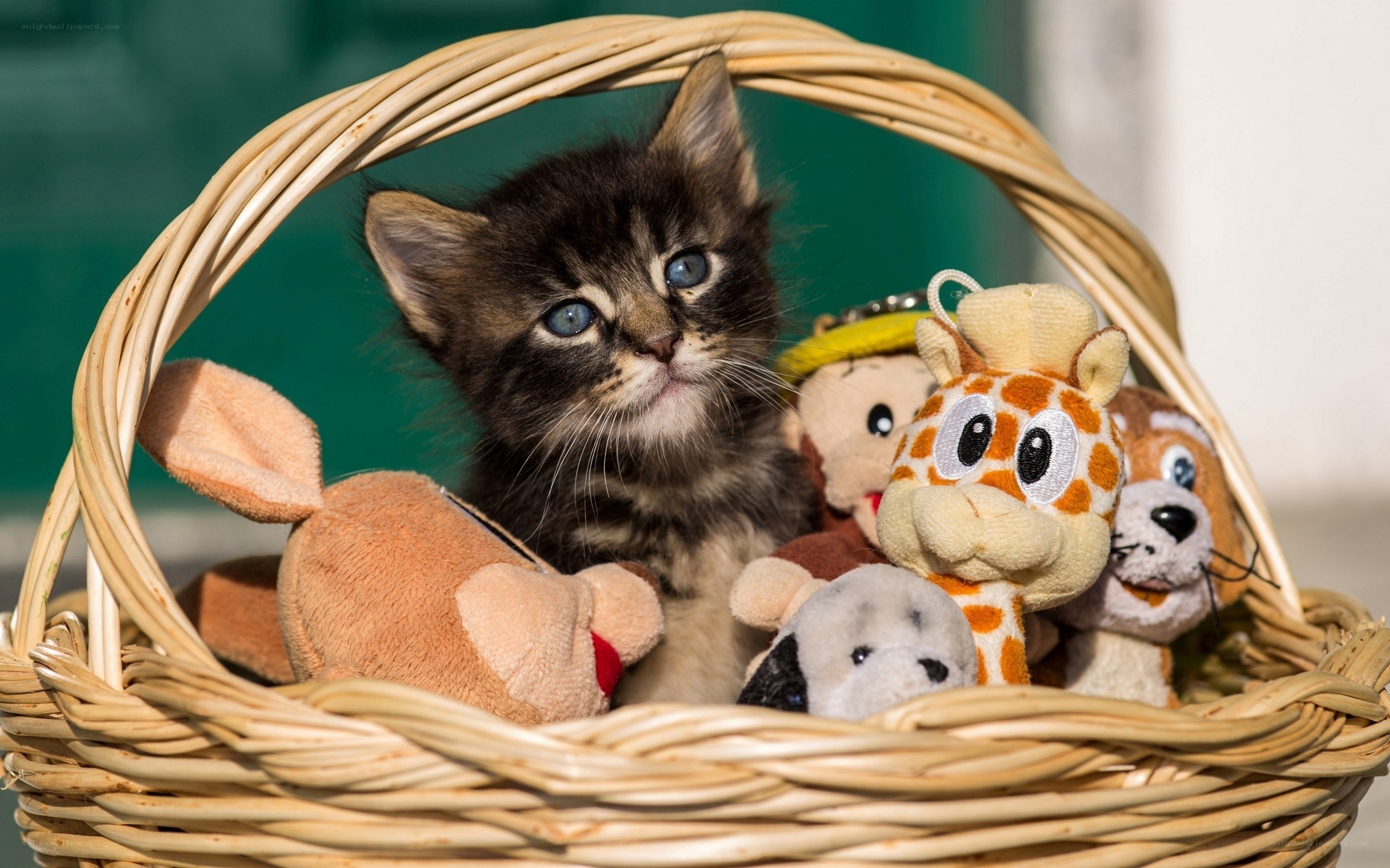 kitten in a basket with toys
