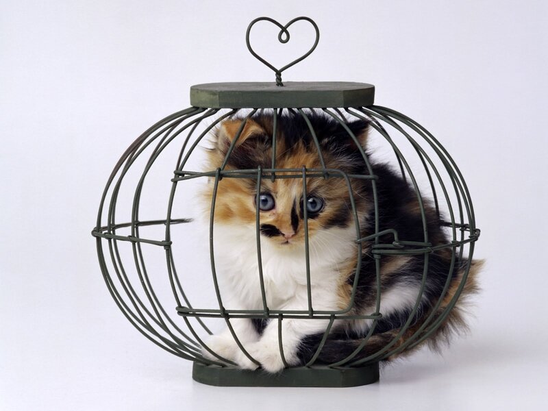 kitten in a birdcage