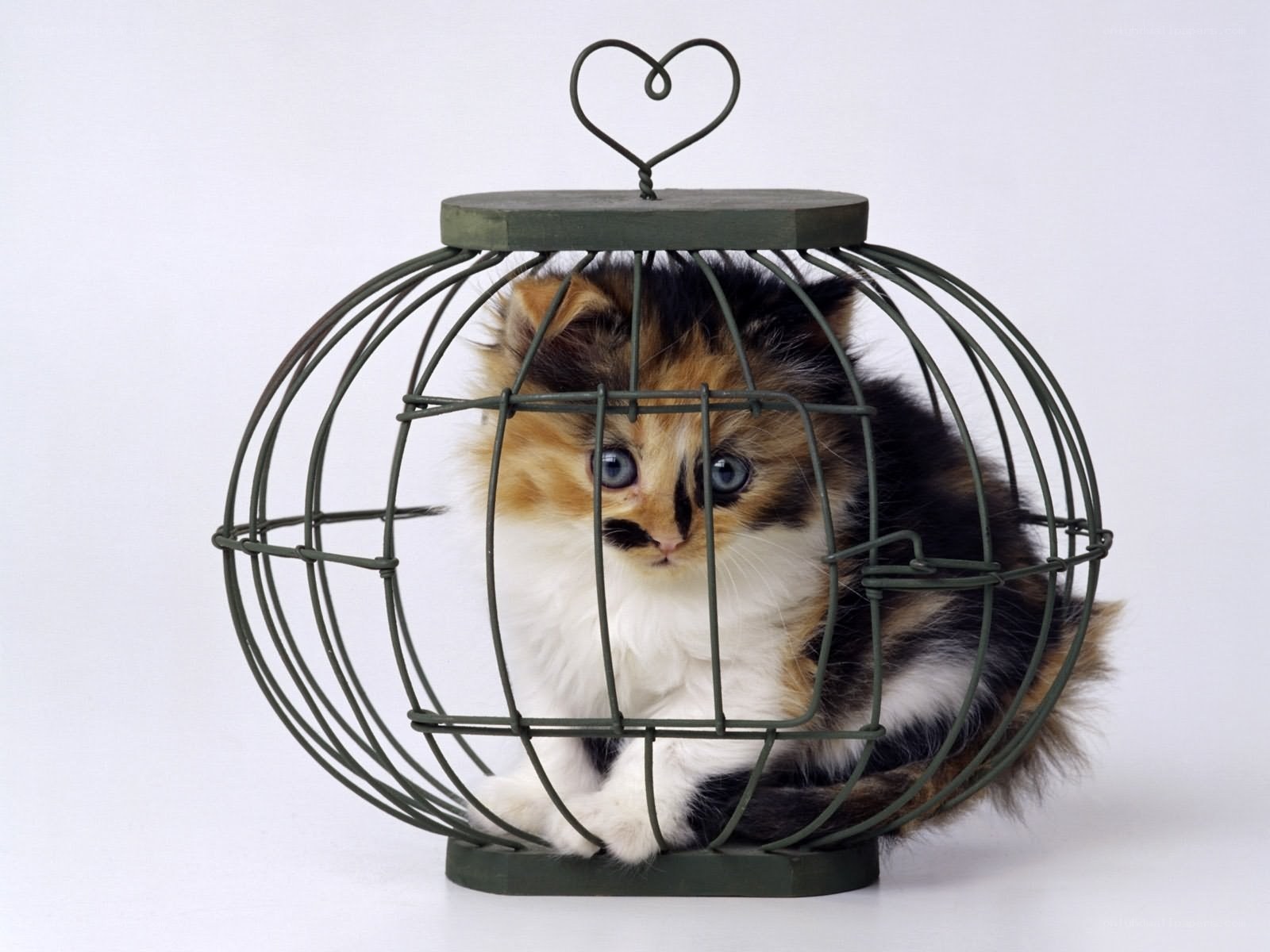 kitten in a birdcage