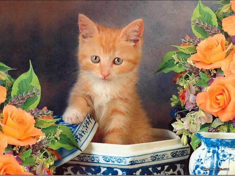 kitten in a blue and white bowl
