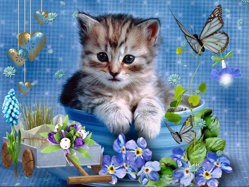 Kitten in a Blue Bowl — Whimsical