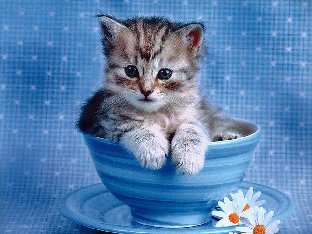 kitten in a blue bowl