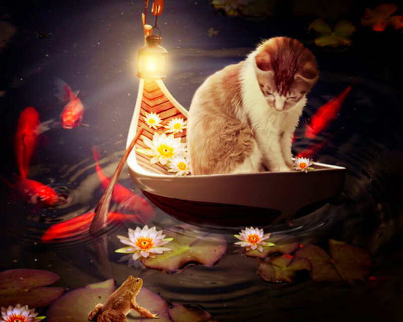 Kitten in a Boat