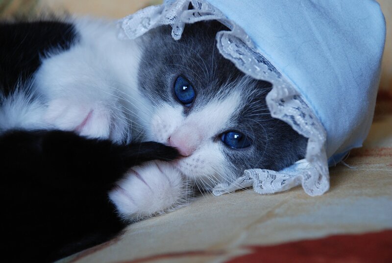 kitten in a bonnet