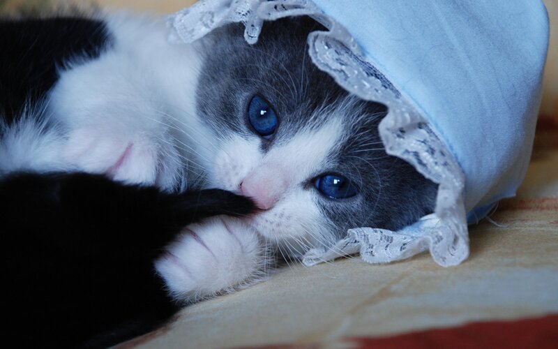 Kitten in a Bonnet — White