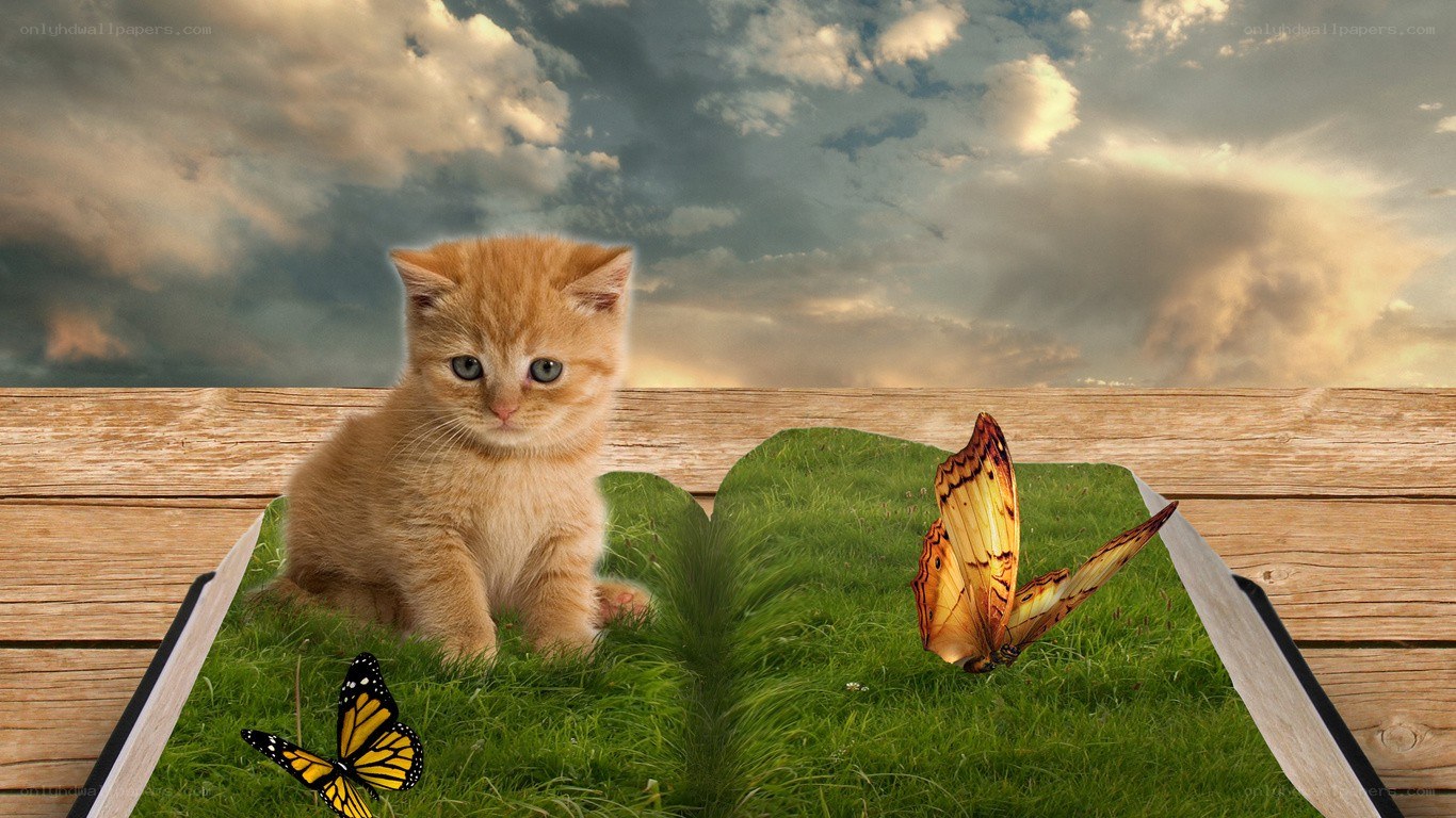 kitten in a book world