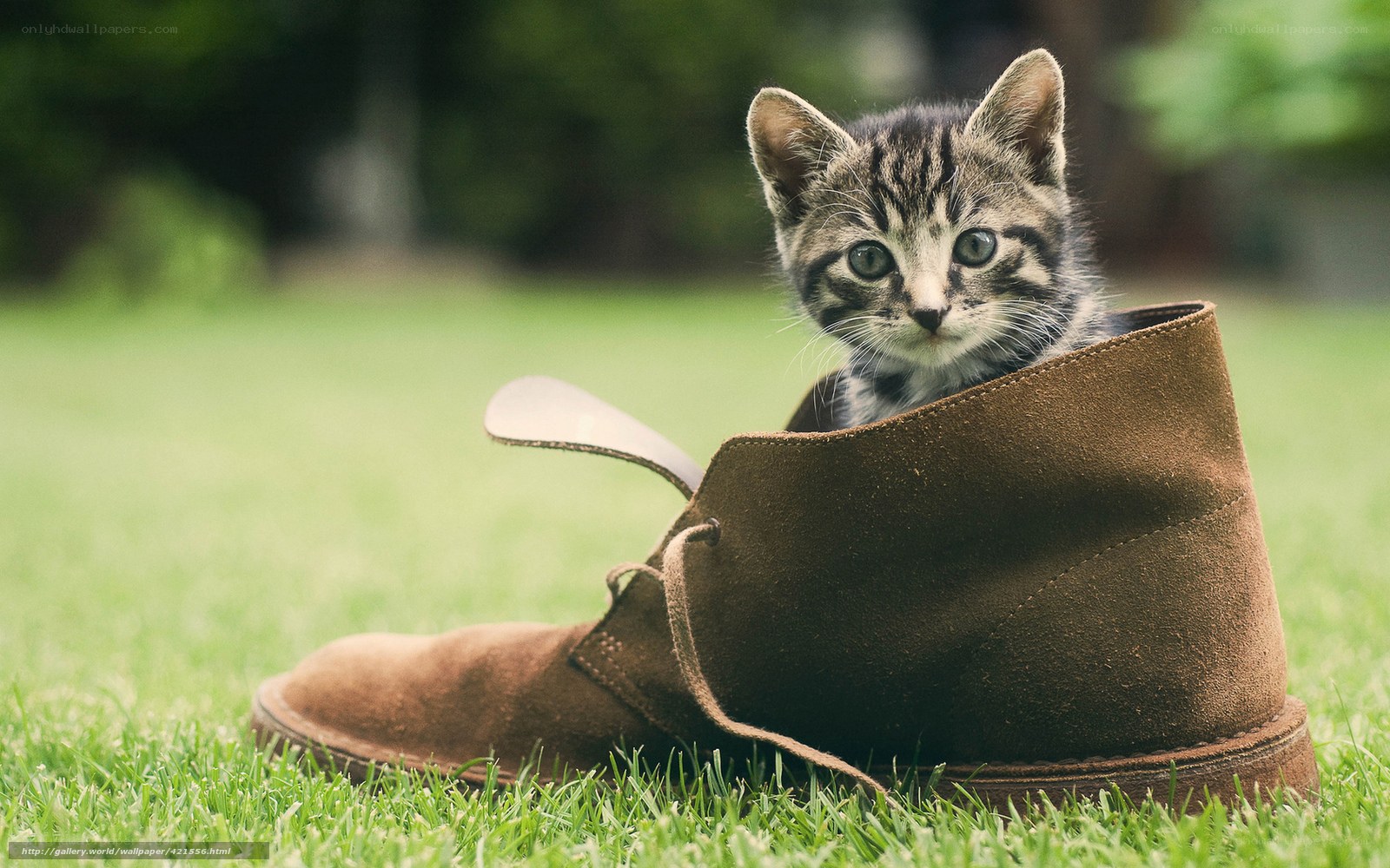 kitten in a boot