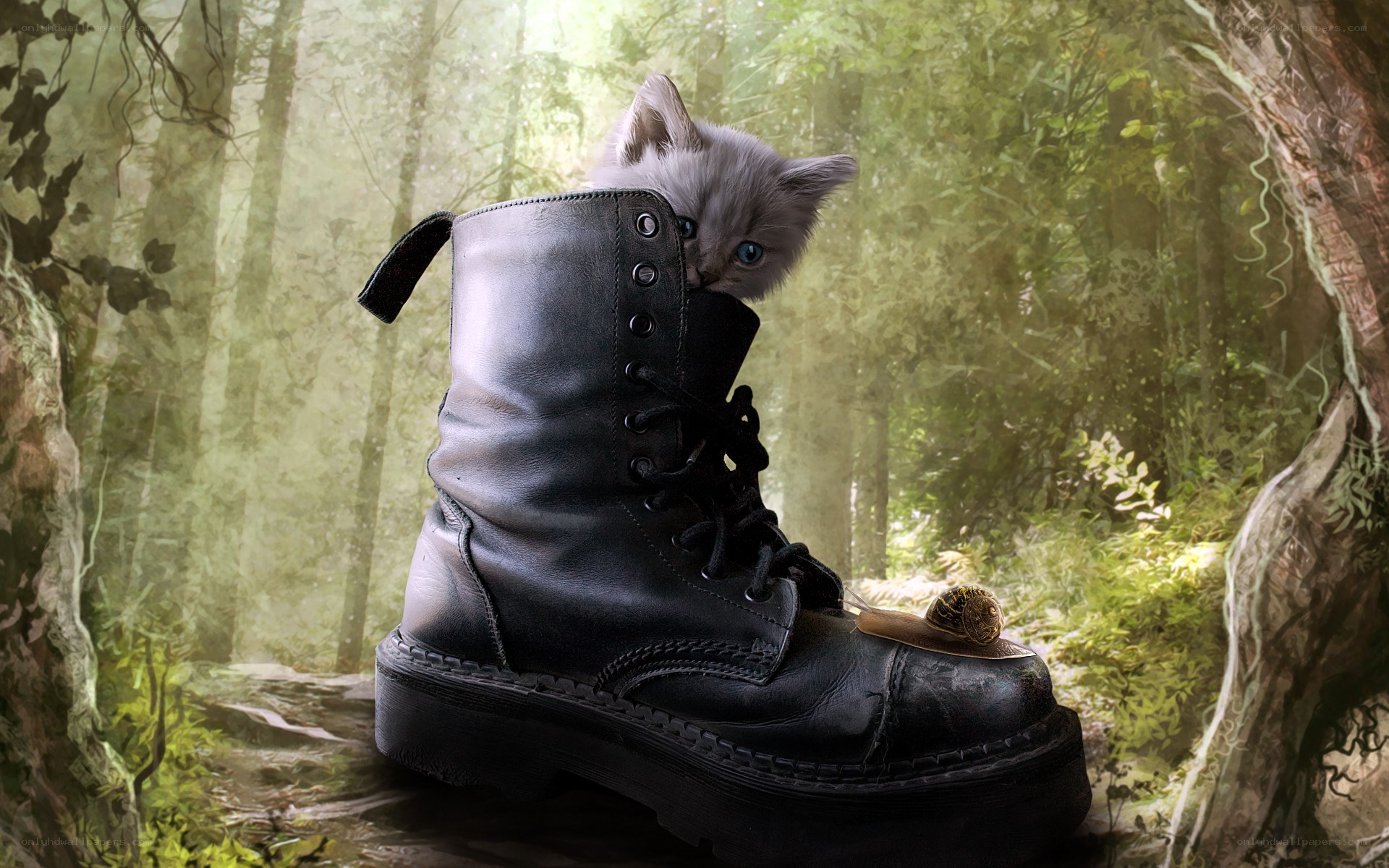 kitten in a boot