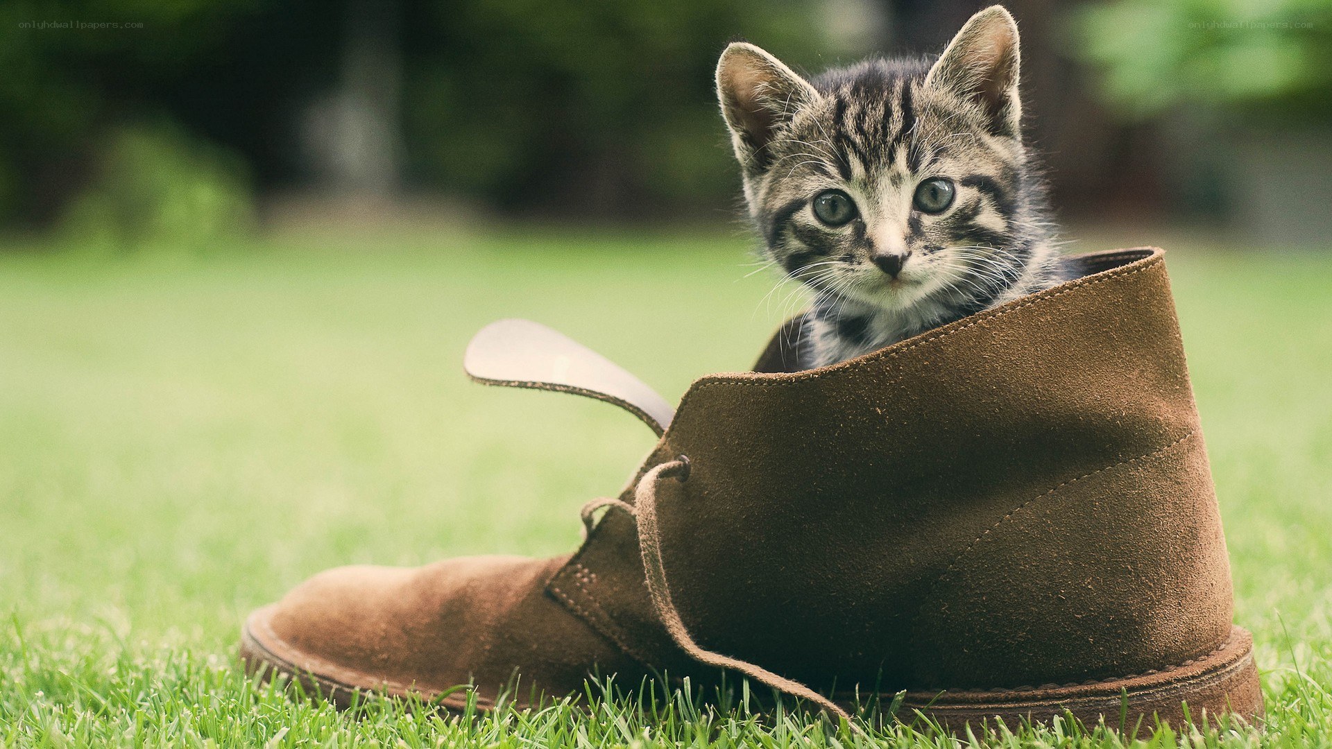 kitten in a boot