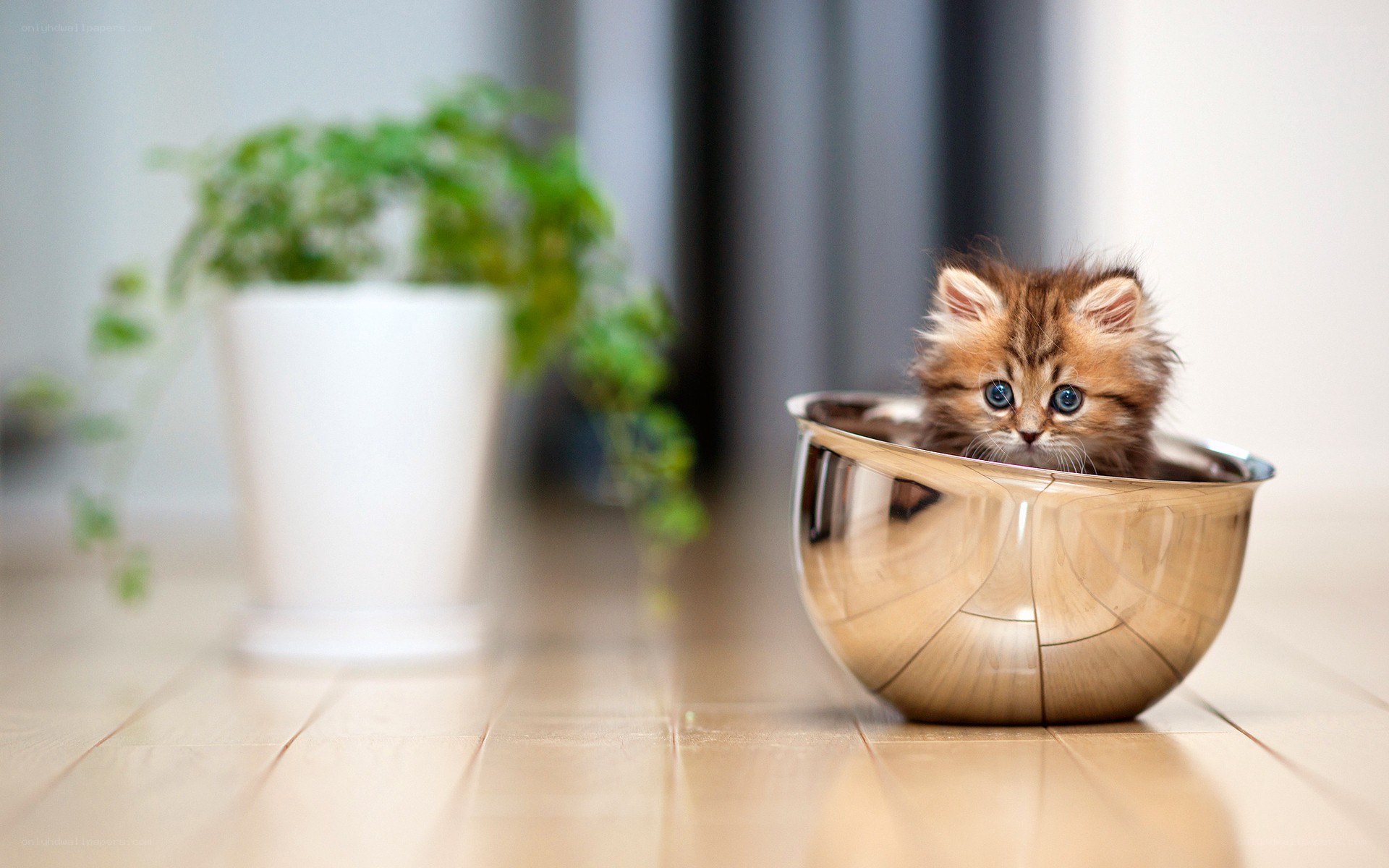 kitten in a bowl