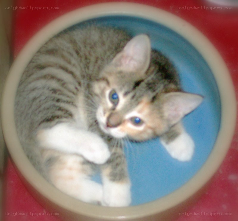 kitten in a bowl