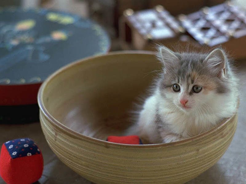 kitten in a bowl