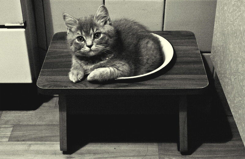 Kitten in a Bowl — Black
