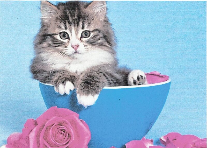 Kitten in a Bowl — Blue, Calm, Photograph