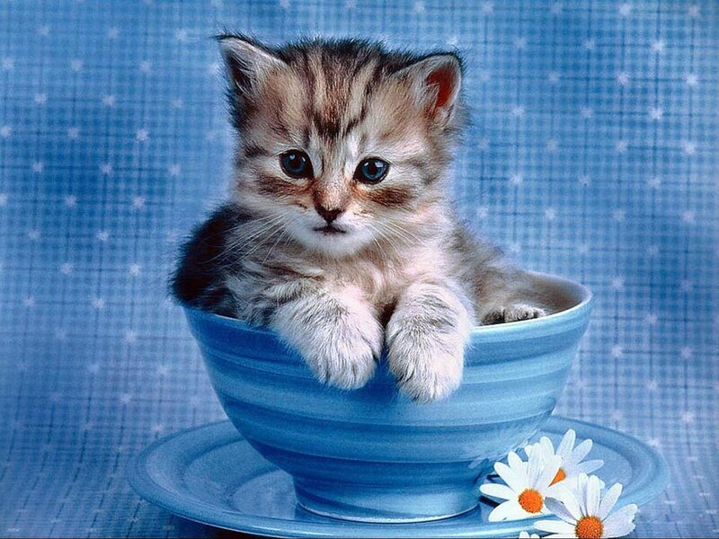 Kitten in a Bowl — Blue, Calm