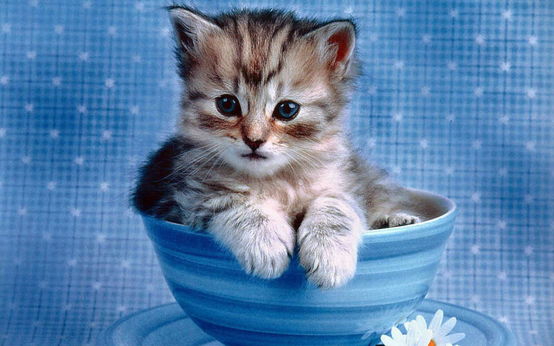Kitten in a Bowl — Blue