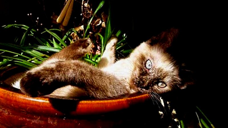 Kitten in a Bowl — Brown