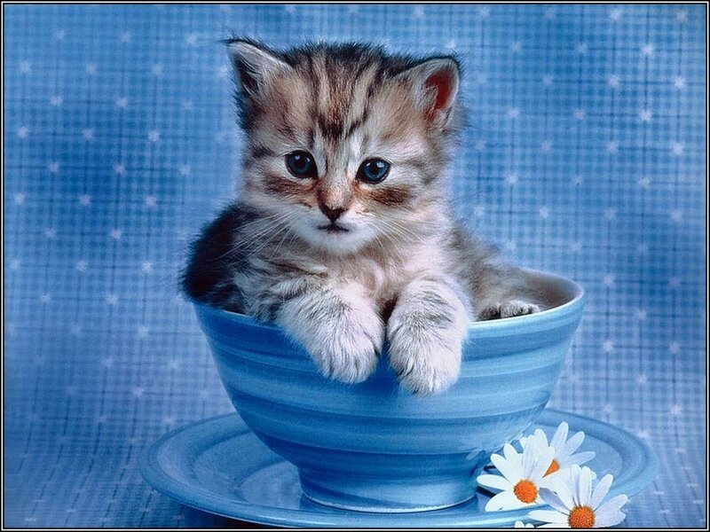 Kitten in a Bowl — Calm