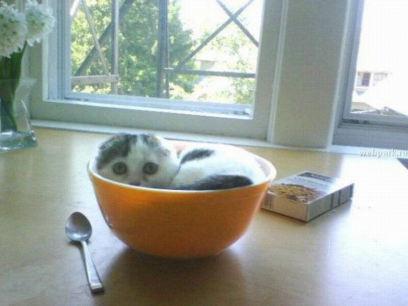 Kitten in a Bowl — Orange