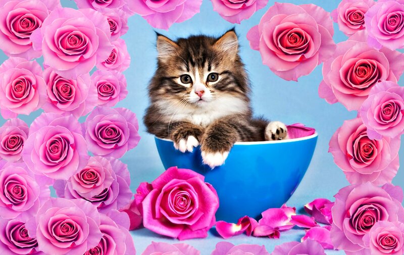 Kitten in a Bowl — Pink