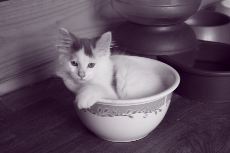 Kitten in a Bowl — White, Calm