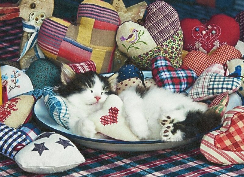 Kitten in a Bowl — White, Cozy