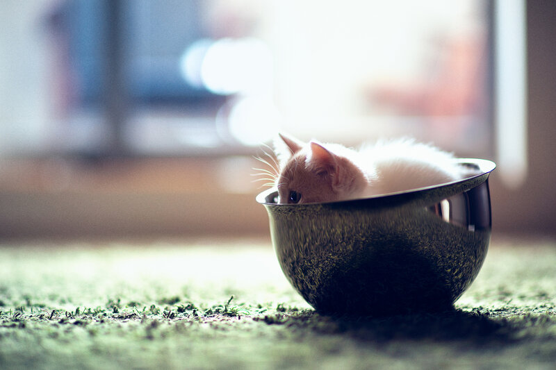 Kitten in a Bowl — White