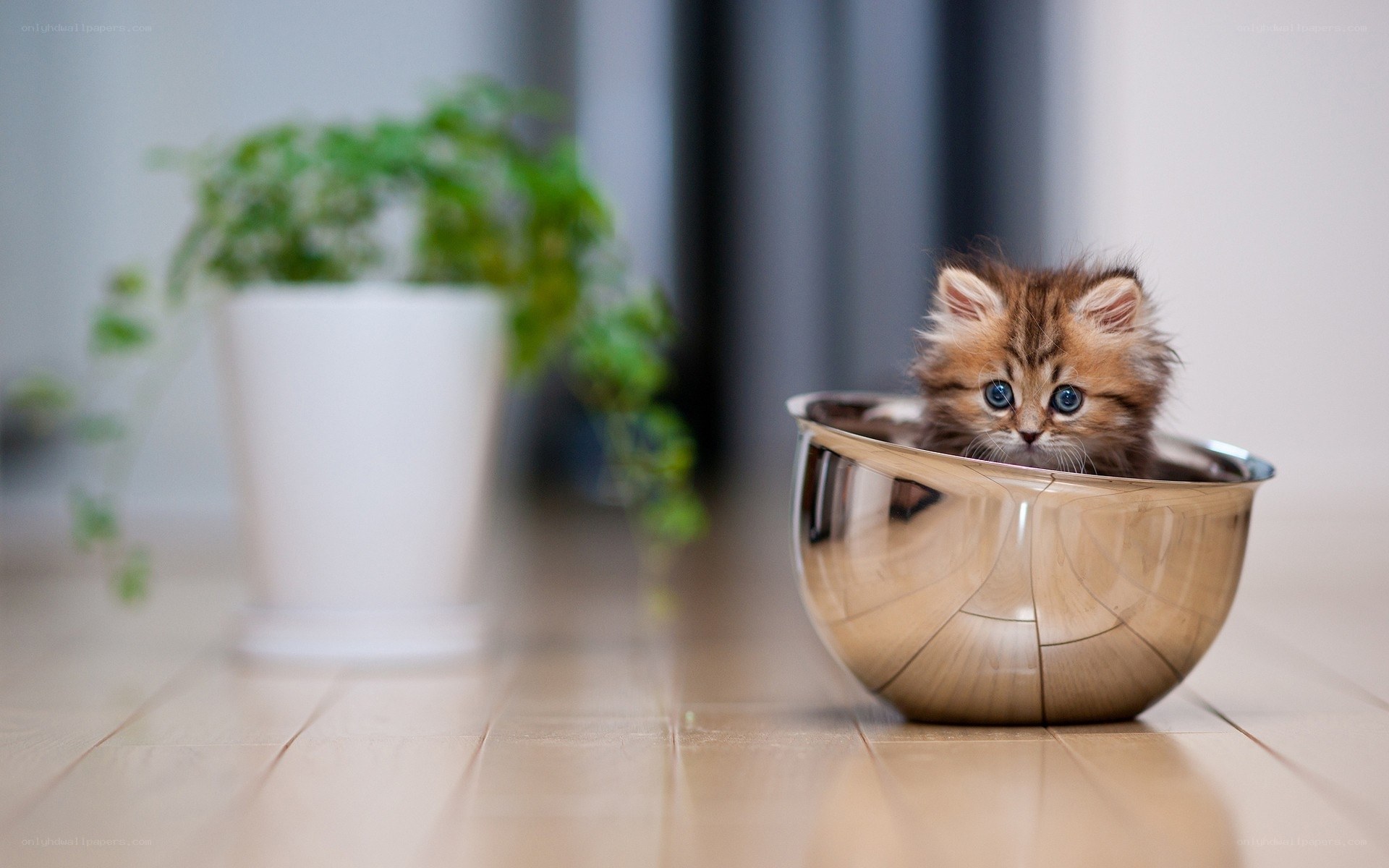 kitten in a bowl