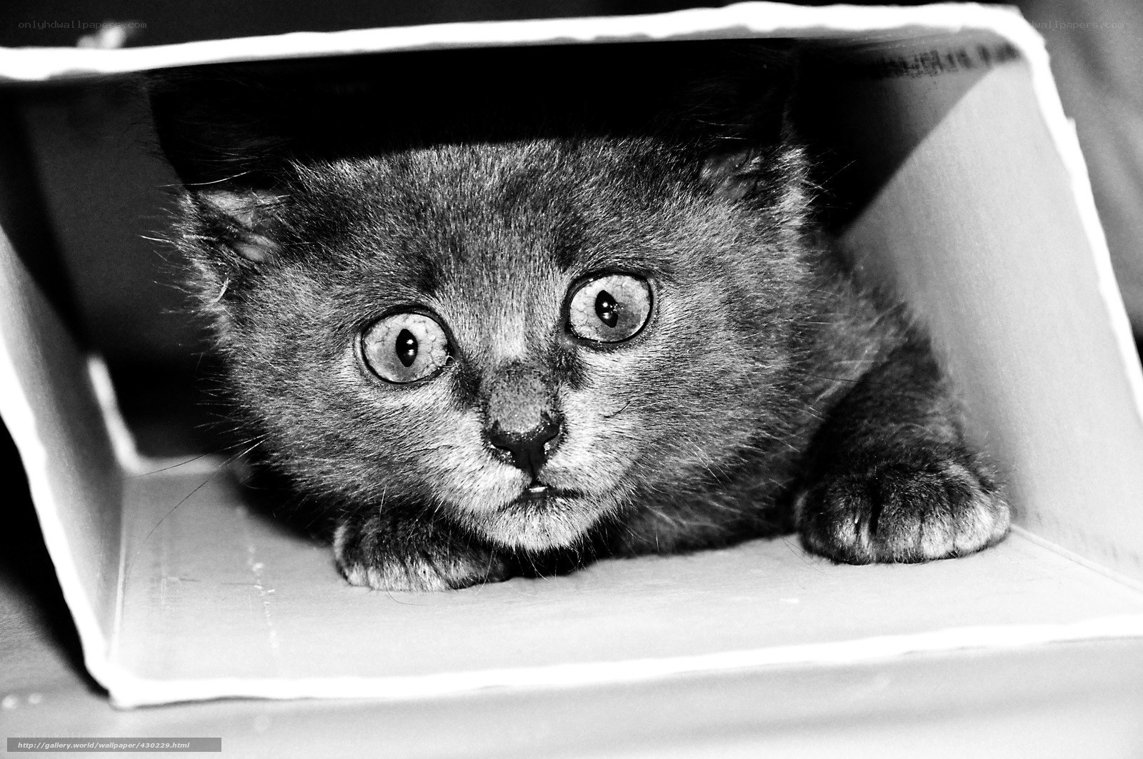 kitten in a box