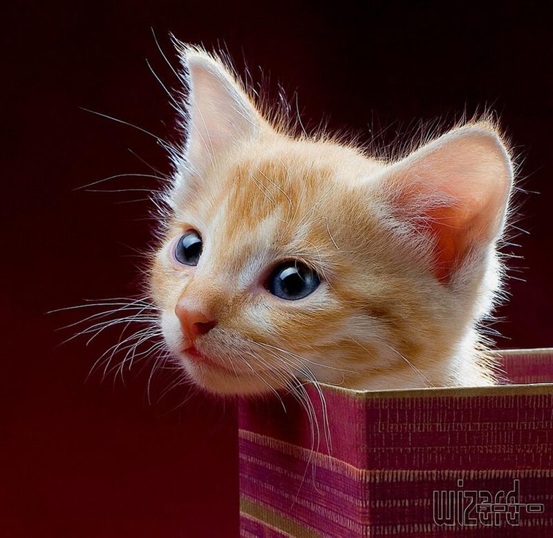 kitten in a box