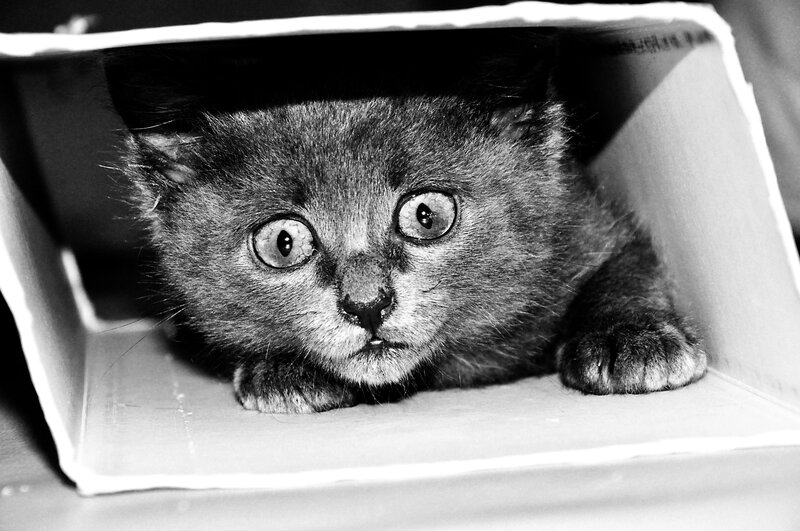 Kitten in a Box — Black