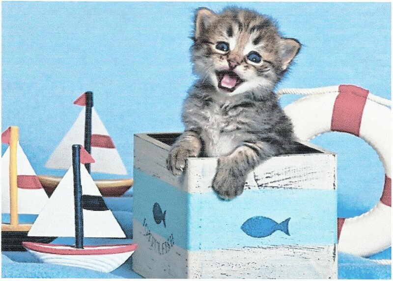 Kitten in a Box — Blue