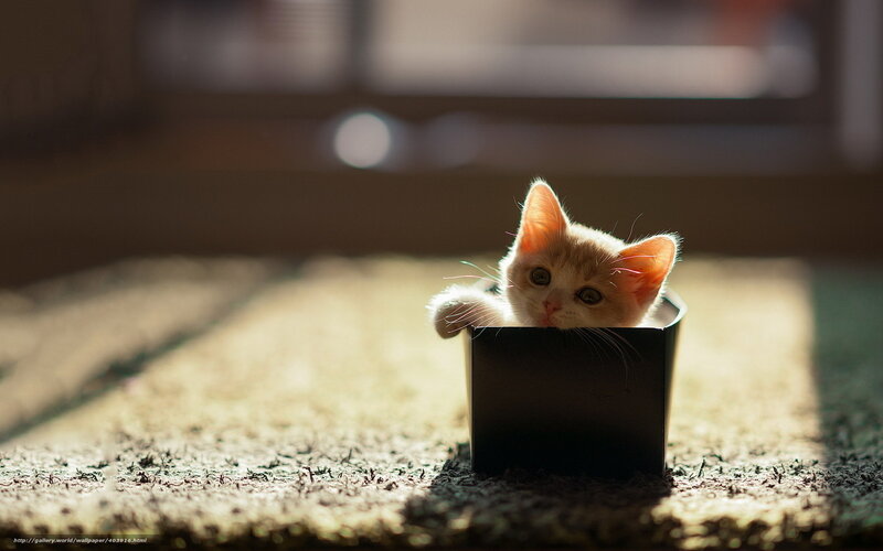 Kitten in a Box — Brown, Calm