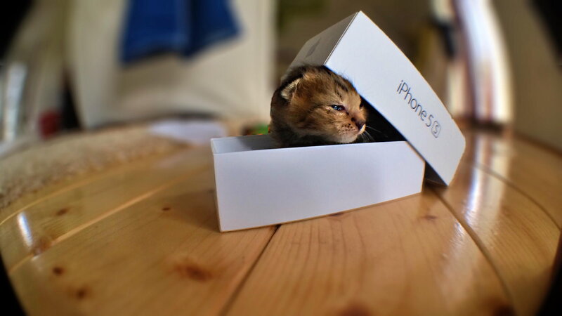 Kitten in a Box — Brown
