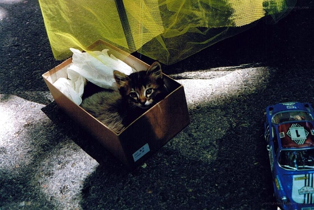 kitten in a box on pavement