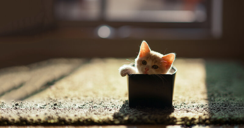 Kitten in a Box — Orange
