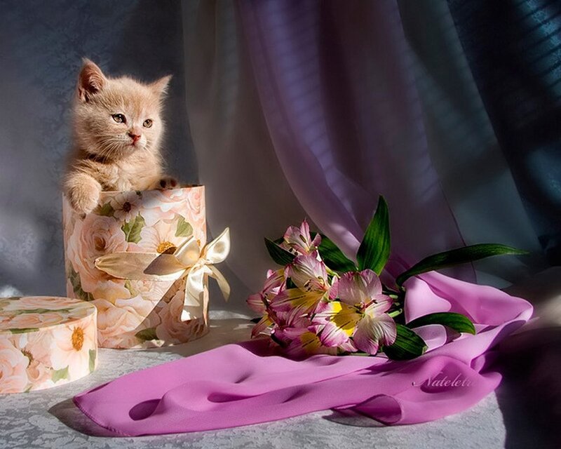 Kitten in a Box — Pink