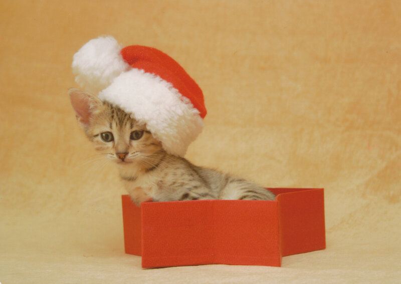 Kitten in a Box — Red