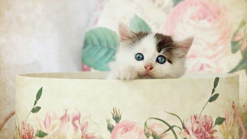 Kitten in a Box — White
