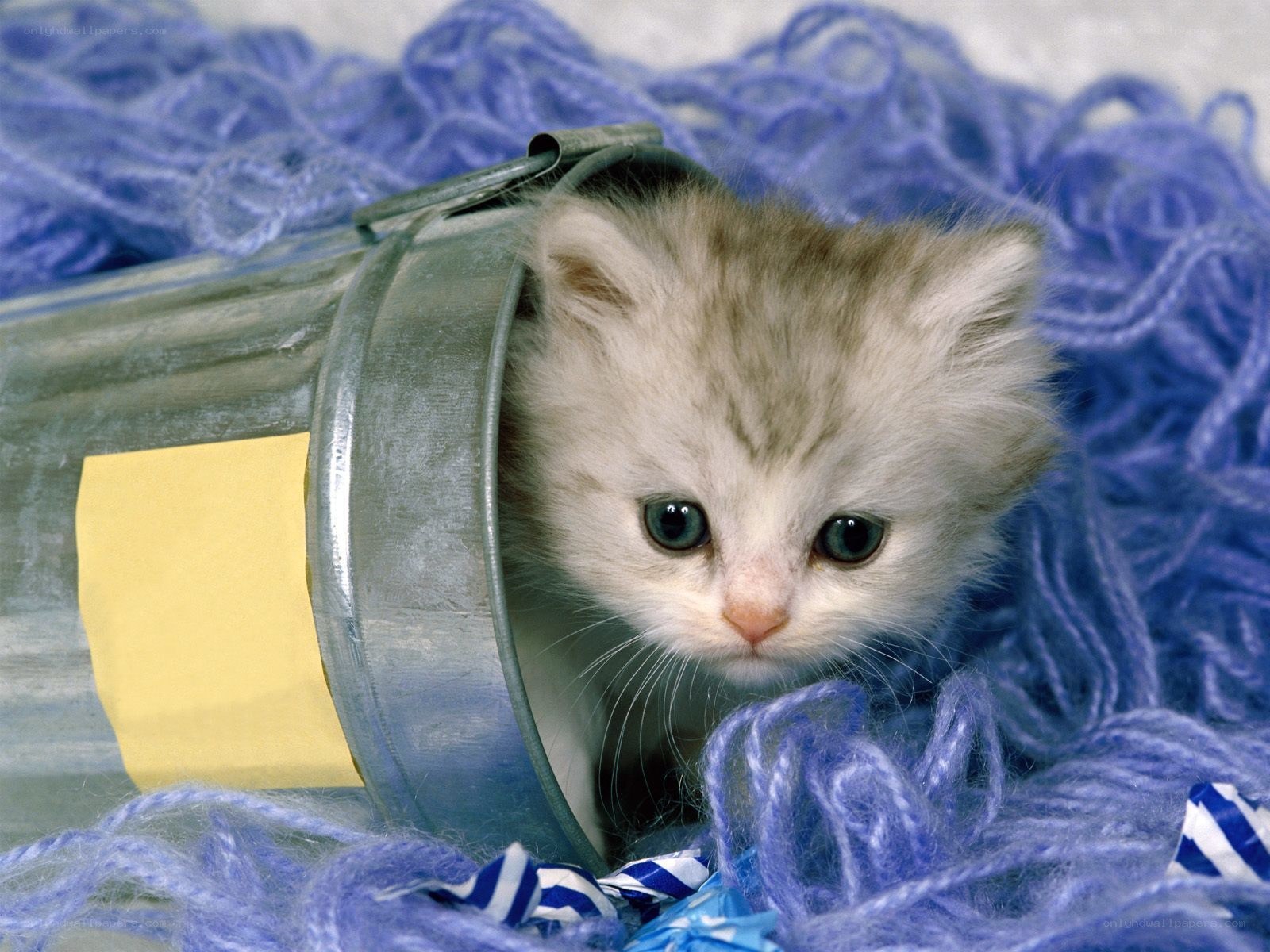 kitten in a bucket