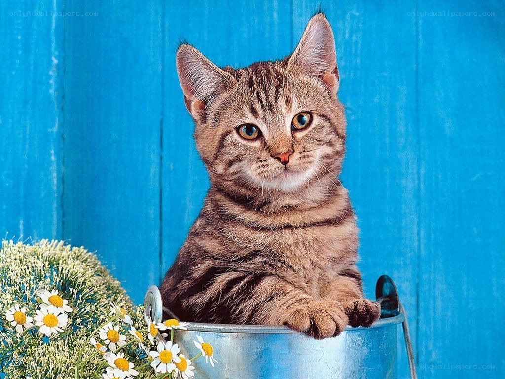 kitten in a bucket