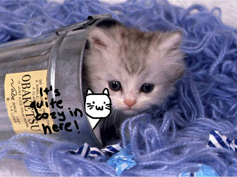 kitten in a bucket