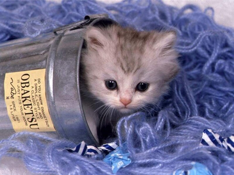 Kitten in a Bucket — Blue