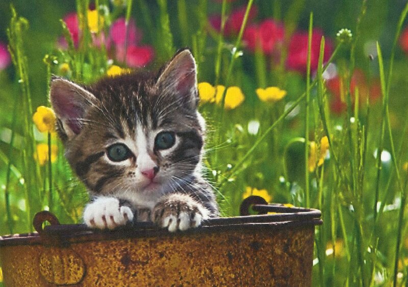 Kitten in a Bucket — Green, Calm